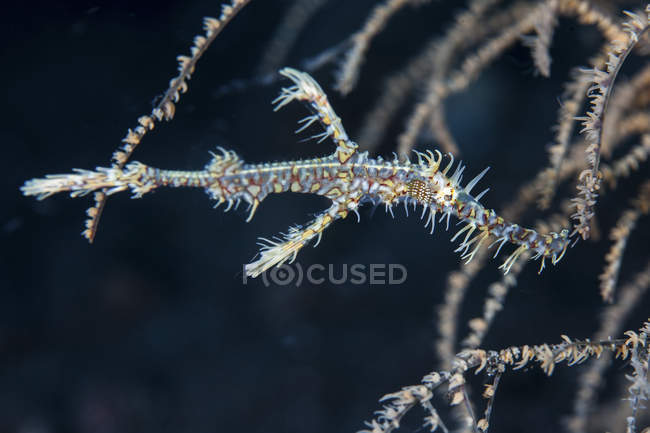 Ornamentale Geisterpfeifenfische in der Nähe von Korallenästen — Stockfoto