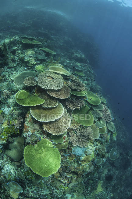 Corales sanos para la construcción de arrecifes en arrecifes - foto de stock