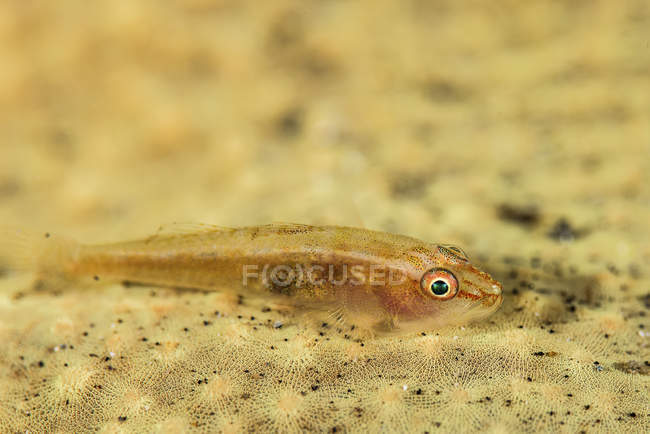 Cabeça de peixe camuflada no fundo do mar — Fotografia de Stock