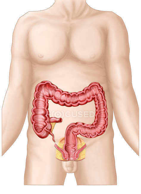 Vista seccional del intestino grueso - foto de stock