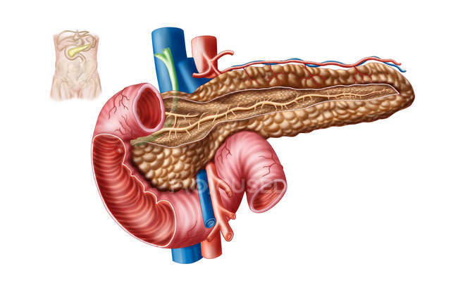 Ilustración médica de la anatomía del páncreas sobre fondo blanco - foto de stock