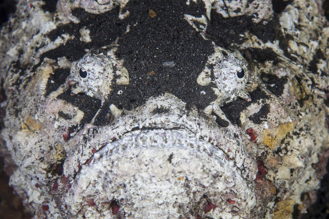 Arrecife stonefish primer plano headshot - foto de stock