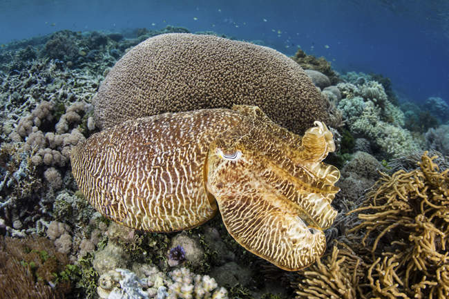 Broadclub cuttlefish camouflaging on coral reef — Stock Photo