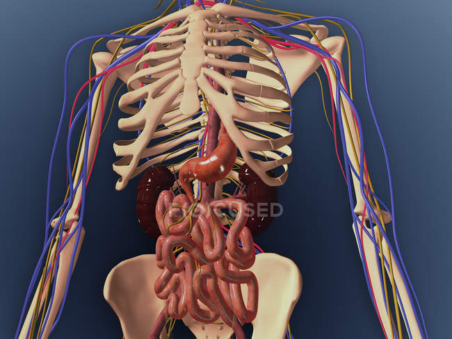 Esqueleto humano que muestra riñones, estómago, intestinos y sistema nervioso - foto de stock