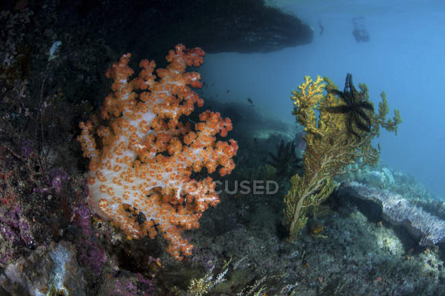 Colonie di coralli molli che crescono sulla barriera corallina — Foto stock