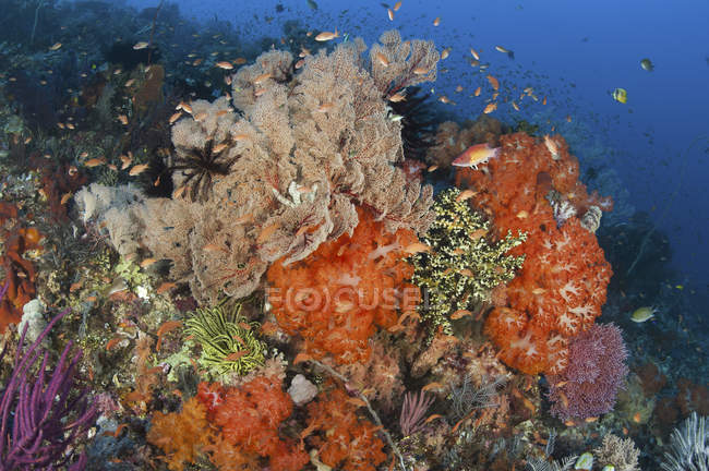 Fische schwimmen über farbenfrohem Korallenriff — Stockfoto