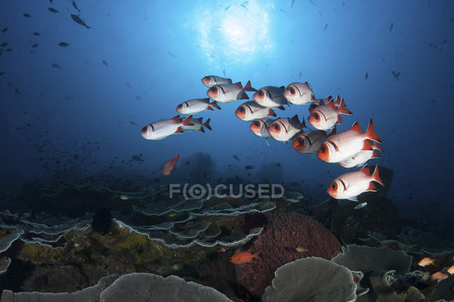 Школа рыб-солдат зависает над рифом — стоковое фото