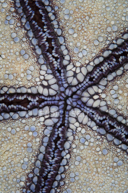 Coussin broche étoile de mer — Photo de stock