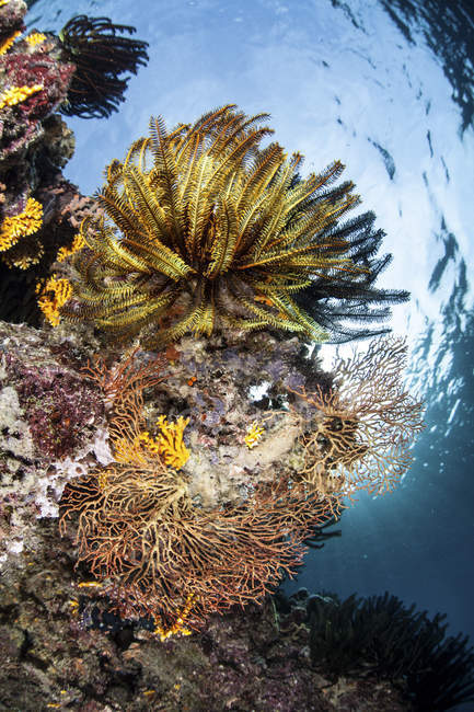 Кораловий риф Соломонових островах — стокове фото