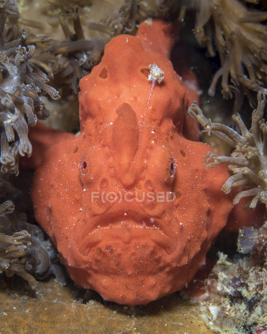 Red frogfish closeup shot — Stock Photo