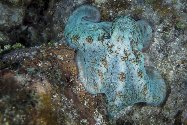 Blauer Oktopus in roatan — Stockfoto