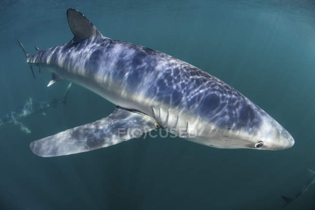 Blue sharks cruising in cold water — Stock Photo