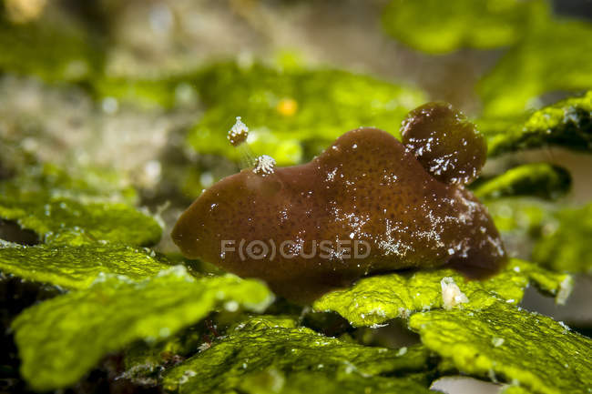 Tiny Jorunna nudibranch — Stock Photo