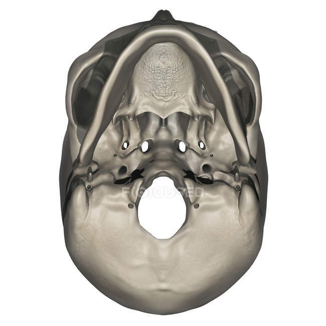Vista inferior de la anatomía del cráneo humano - foto de stock