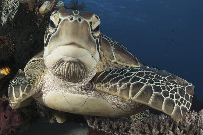 Grüne Schildkröte ruht auf Riff — Stockfoto