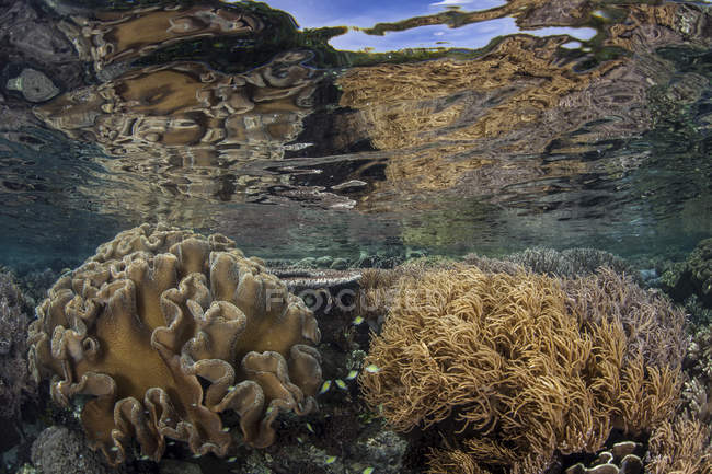 Corales blandos prosperando en aguas poco profundas - foto de stock