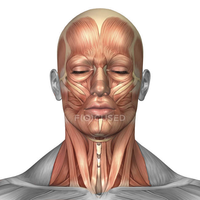 Анатомія м'язів обличчя та шиї людини — стокове фото