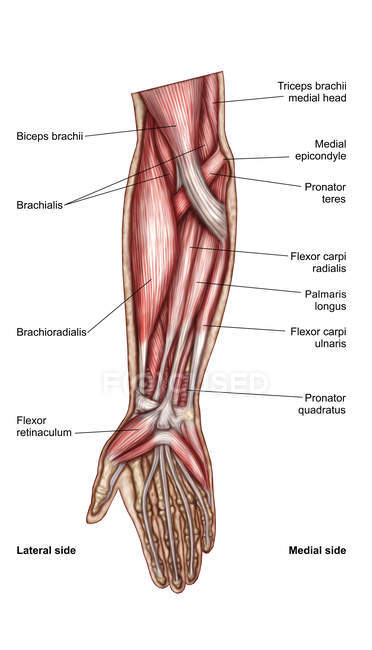 Anatomy of human forearm muscles with labels — Stock Photo