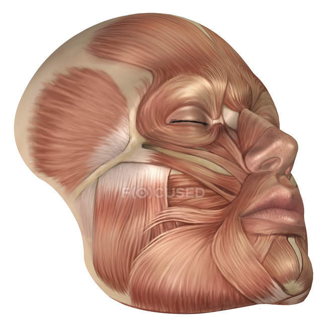 Anatomía de los músculos faciales humanos - foto de stock