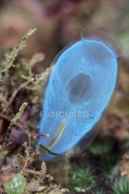 Blue tunicate growing on reef — Stock Photo