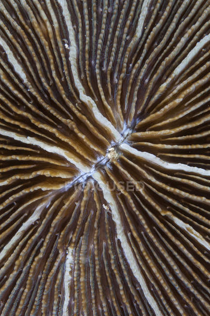 Mushroom coral closeup shot — Stock Photo