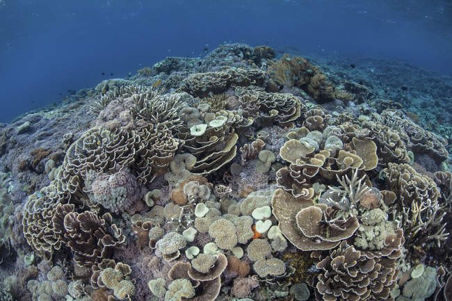Korallen am Riff im Komodo Nationalpark — Stockfoto