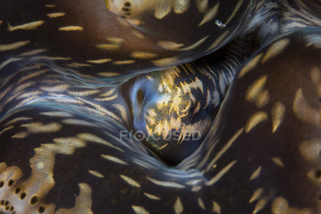 Siphon auf Riesenmuschel — Stockfoto