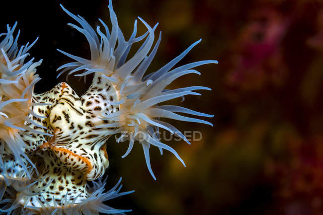 Colorful tiger anemone colony — Stock Photo