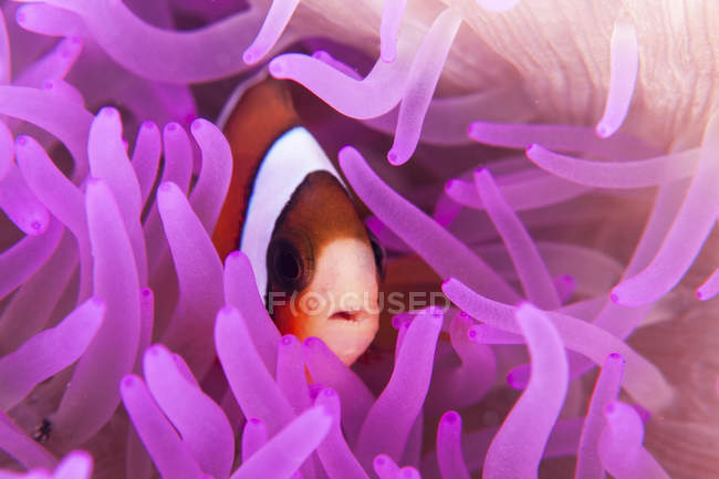 Clark anemonefish em tentáculos de anêmona coloridos no Estreito de Lembeh, Indonésia — Fotografia de Stock