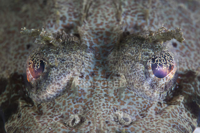 Horned flathead fish eyes — Stock Photo