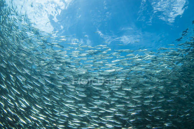 School of sardines in Moalboal — Stock Photo