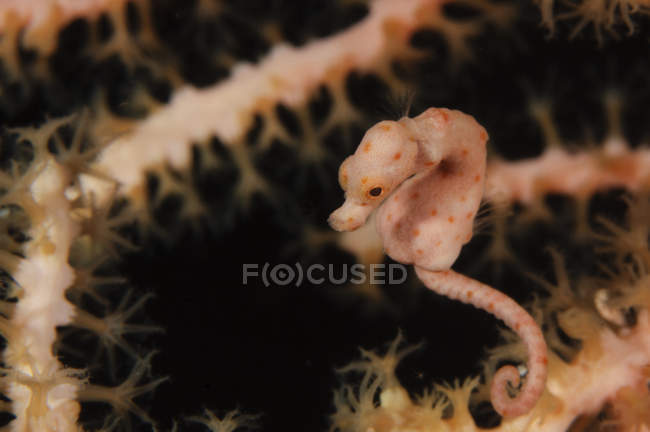 Pigmy Seahorse close-up shot — Fotografia de Stock