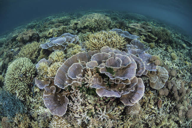 Reef-building corals in shallow water — Stock Photo