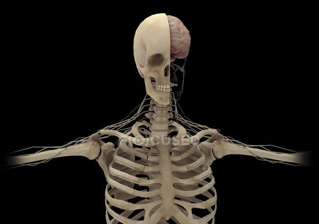 Human skeleton with transectional view of skull — Stock Photo
