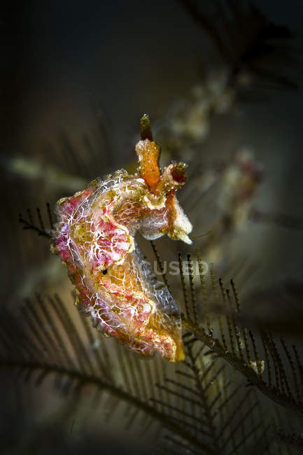Colorido nudibranch primer plano disparo - foto de stock
