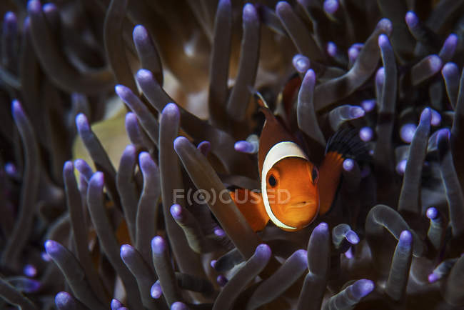 Pesce pagliaccio nell'anemone ospite — Foto stock
