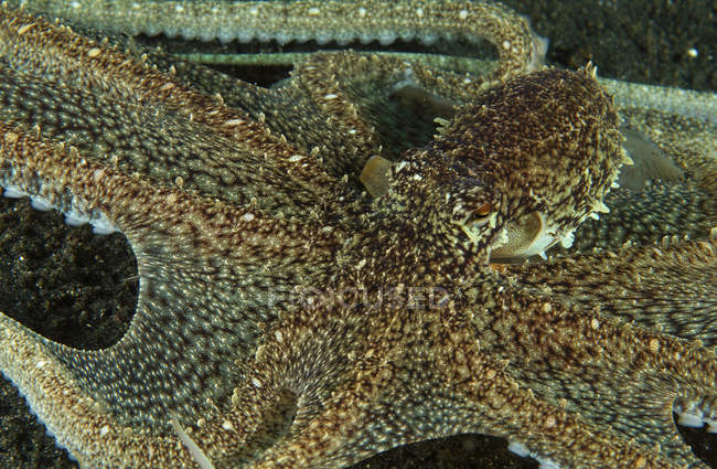 Mimic Octopus on reef in Lembeh Strait, North Sulawesi, Indonesia — Stock Photo