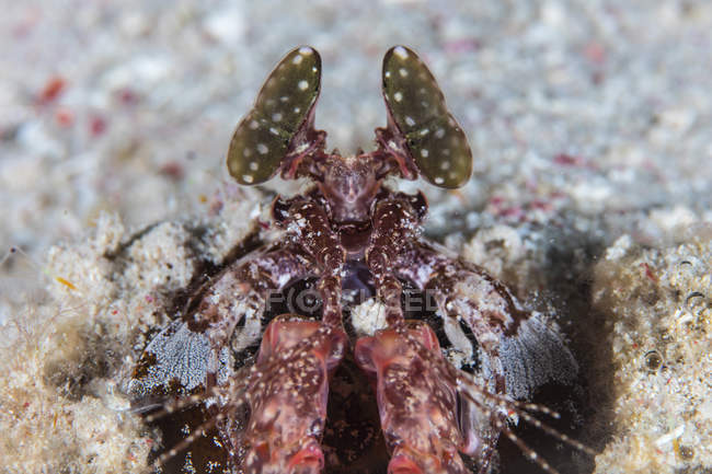 Gran mantis camarones primer plano disparo - foto de stock