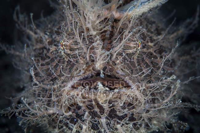 Peloso frogfish primo piano headshot — Foto stock