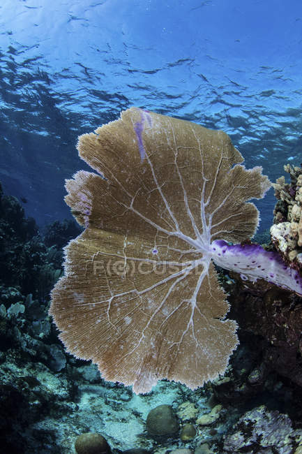 Corail sur le récif dans la mer des Caraïbes — Photo de stock