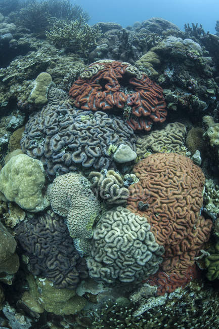 Coraux sur le récif à l'intérieur de la lagune de Palaos — Photo de stock