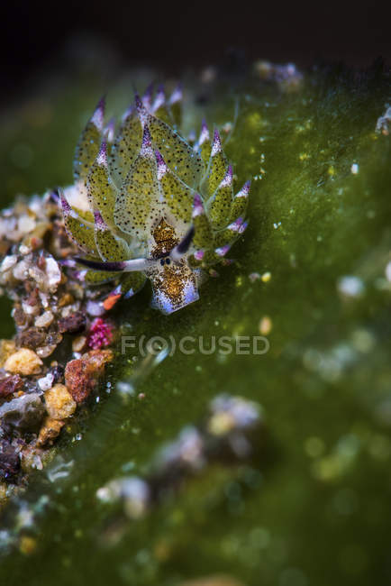 Costasiella nudibranch primer plano disparo - foto de stock