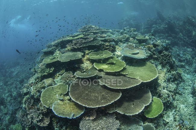 Здоровые кораллы на рифе — стоковое фото