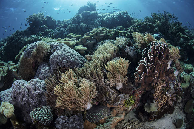 Recifes de coral no Parque Nacional do Komodo — Fotografia de Stock