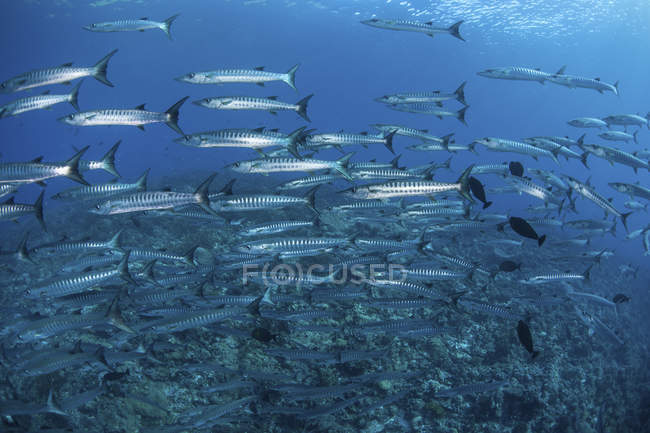 Scuola di barracuda nuotare sulla barriera corallina — Foto stock