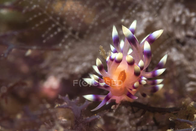 Flabellina exoptata nudibranquio - foto de stock