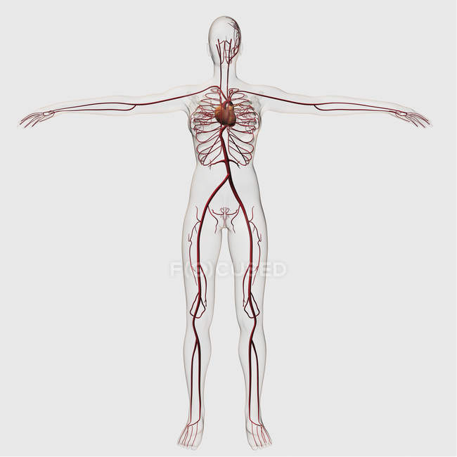 Медицинская иллюстрация женской кровеносной системы с сердцем и артериями — стоковое фото