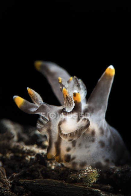 Pokeman nudibranch close seup shot — стоковое фото