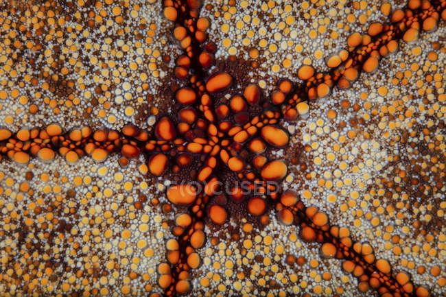 Almofada de alfinete estrela peixe close-up tiro — Fotografia de Stock
