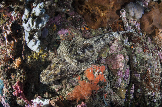 Crocodilefish laying on colorful reef — Stock Photo